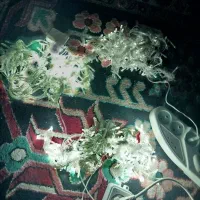 ال ای دی ریسه ای|ریسه و چراغ تزئینی|قم, شهرک قدس|دیوار