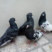 نروماده کله سیاه ودوتا جوجه