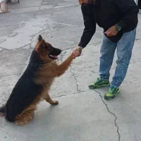 مربی سگ|خدمات آموزشی|گرمدره, |دیوار