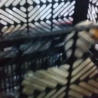 فروش اردک زرد بزرگ  5ماه  یا بیشتر  نمیدانم