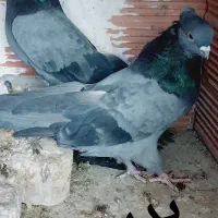 پرنده سبز