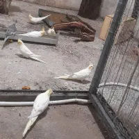 عروس هلندی و مرغ عشق