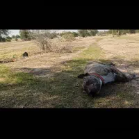 پیتبول نر1/5بسیارباهوش وحرف گوش کن