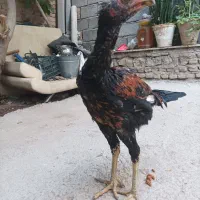 خروس  لاری اصل|حیوانات مزرعه|بناب, |دیوار