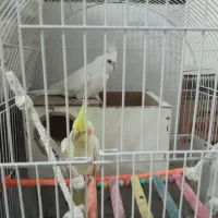 جفت عروس هلندی