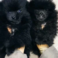 سگ پامر دو ماه