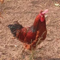 خروس کاملا صحیح و سالم