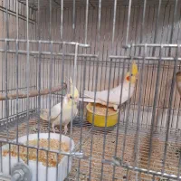 عروس هلندی مولدوتکفروشی