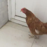 مرغ تخمگذار جوان