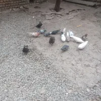 کبوتر تک پر 14 تا