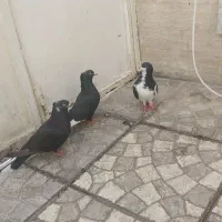 کفتر یک جفت سیاه