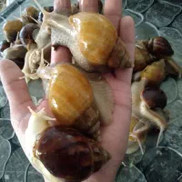 حلزون کلاژن ساز|خزنده|شیراز, دباغ خانه|دیوار