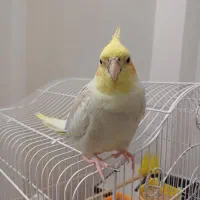 عروس هلندی نر