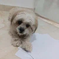 واگذاری سگ شیتزو|سگ|سقز, |دیوار