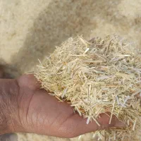 خار شتری کاه گندم نان خوشک