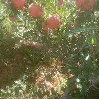 انار درجه یک|خوردنی و آشامیدنی|شیراز, تندگویان|دیوار