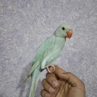 جوجه ملنگو آبی اوپال رینبو پرورش داخل