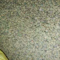 عدس دیمه(رباط)|خوردنی و آشامیدنی|مشهد, چهارچشمه|دیوار