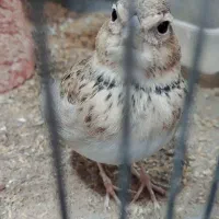 قناری مست بخون|پرنده|تربت جام, حافظ|دیوار