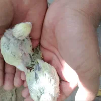 جوجه سرلاکی مرغ عشق