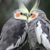 عروس هلندی