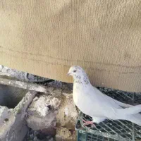 کبوتر خال سبز