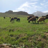 کود حیوانی