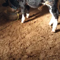 گوساله نر|حیوانات مزرعه|ماهیدشت, |دیوار