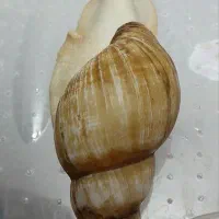 حلزون آلبینو