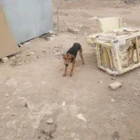 سگ نگهبان|سگ|بیرجند, |دیوار