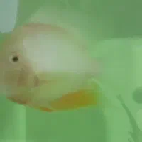 ماهی سورم وکت چوبی و لجن خوار|ماهی|اردبیل, |دیوار