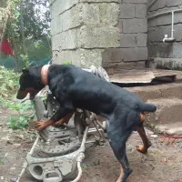 ۲ سگ نگهبان|سگ|آستانه اشرفیه, |دیوار