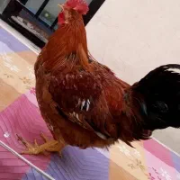 مرغ و خروس خانه گی|حیوانات مزرعه|مشهد, انصار|دیوار