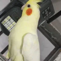 عروس هلندی نر و ماده دستی و نیمه دستی بالغ|پرنده|لار, |دیوار