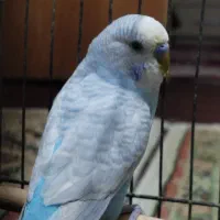 دوجفت نر مرغ عشق