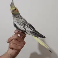 عروس هلندی مرواریدی فول دستی