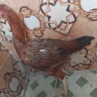 مرغ لاری اصیل