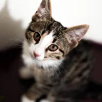 گربه دی اس اچ نر 5 ماهه