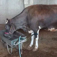 گاو