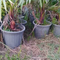 پالم واشنگتن|گل و گیاه طبیعی|کلاچای, |دیوار