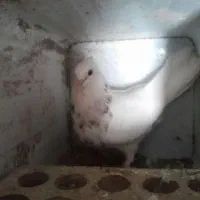 اگهی بخون