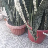 گل سانسریا|گل و گیاه طبیعی|ارزوئیه, |دیوار