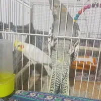 عروس نرو ماده تخم گذار‌ معاوضه با کفتر