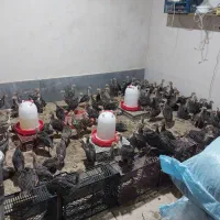 بوقلمون|حیوانات مزرعه|پارسآباد, |دیوار