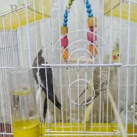 فروش طوطی عروس یک جفت