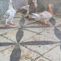 گرفتنی شب|پرنده|دزفول, |دیوار