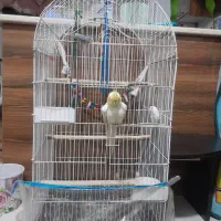 عروس هلندی نر|پرنده|کرج, حیدرآباد|دیوار