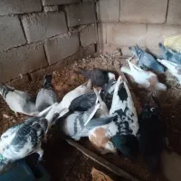 کفتر آلمانی ورنگه|پرنده|سلیمان, |دیوار