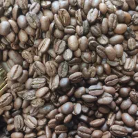 پخش انواع دان قهوه