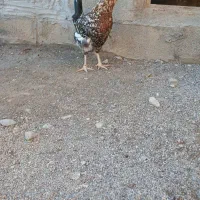 ۳ عدد مرغ گلین|حیوانات مزرعه|انبارآلوم, |دیوار